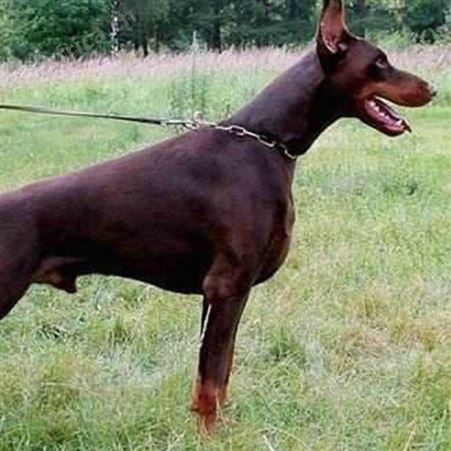 农家养殖立耳护卫杜宾犬 看家护院 抗病能力强 行动敏捷 明茂