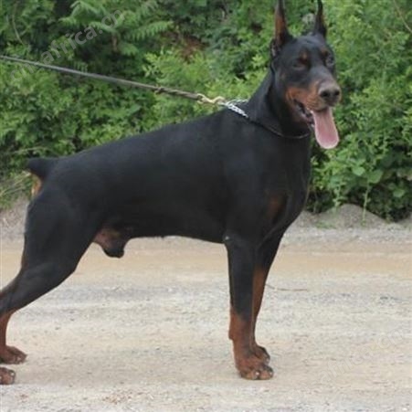 常年养殖大体型杜宾犬 杜宾幼犬 立耳护卫犬 已做免疫驱虫