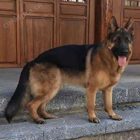 德牧幼犬 牧羊犬 德国黑背 双血统 活泼可爱 放牧牛羊 明茂