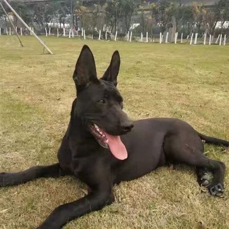 出售黑狼幼犬 成年改良黑狼犬 活泼好动 采食性广 耐粗饲