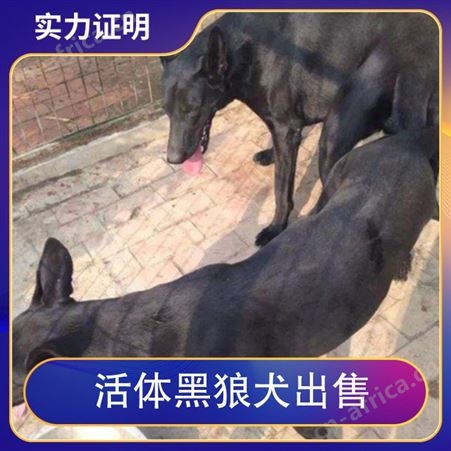 活体黑狼犬出售 狗狗品种黑狼犬 颜色黑色 狗狗性别公母均有