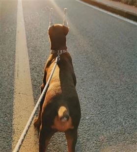 纯种杜宾犬 杜宾幼犬养殖销售 看家护院 成年犬 均有 明茂