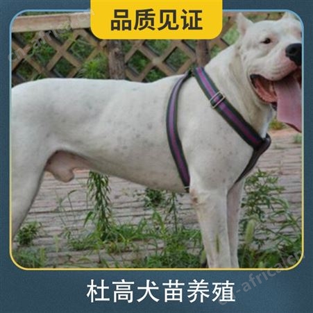 杜高犬苗养殖 体长110cm 毛色白色 体高55cm 动物种类犬类