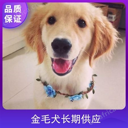 金毛犬长期供应 品种金毛犬 年龄2-9个月 性别公母都有