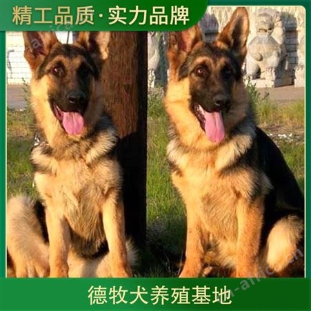 德牧犬养殖基地 品种德国牧羊犬 颜色黑色 性格忠诚护主