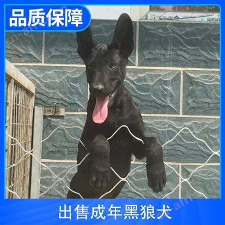 出售成年黑狼犬 公母均有 免疫驱虫已做完 毛色黑色
