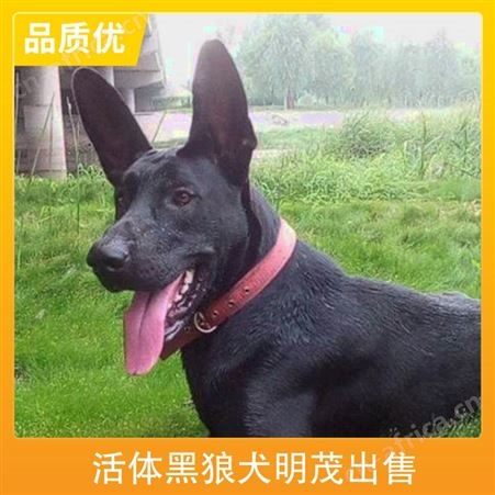 活体黑狼犬明茂出售 年龄幼年 毛色黑色 体重53kg