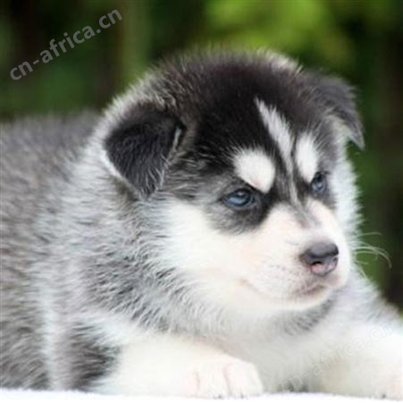 纯种哈士奇犬 哈士奇活体幼犬 宠物犬 生长快 已做免疫驱虫