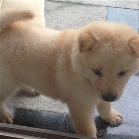 农家养殖大骨骼金毛犬 成年大型宠物犬 体格健壮 抗病能力强