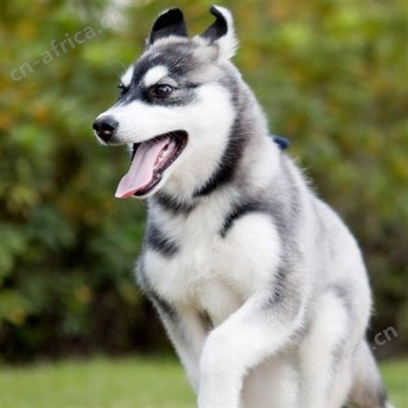 长期供应哈士奇活体 宠物哈士奇犬 生长速度快 饲养简单 明茂