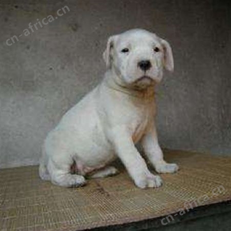 活体杜高幼犬 宠物杜高犬 已做免疫驱虫 性情温顺 行动敏捷