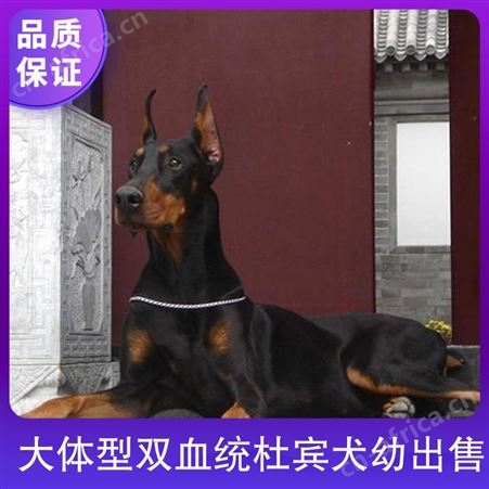 大体型双血统杜宾犬幼出售 年龄2-5个月 免疫驱虫已做完
