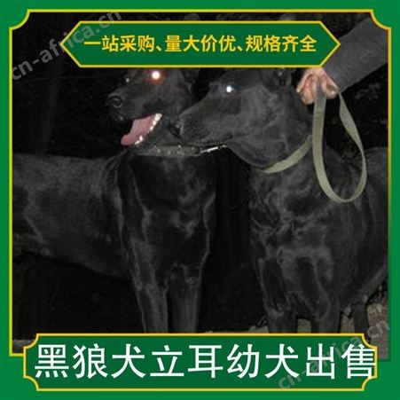 黑狼犬立耳幼犬出售 公母均有 品种黑狼犬 胸围58