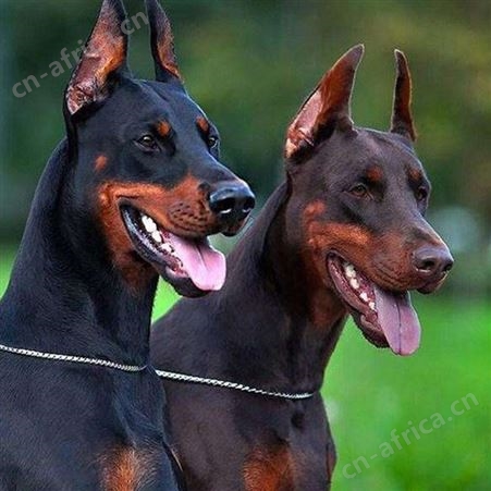 宠物杜宾犬 成年杜宾犬 大骨架 防疫齐全 温顺听话 明茂
