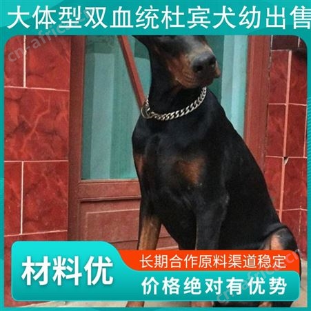 大体型双血统杜宾犬幼出售 年龄2-5个月 免疫驱虫已做完