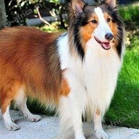 农家供应纯种德国牧羊犬 散养德牧幼犬 科学养殖 饲养体系完善
