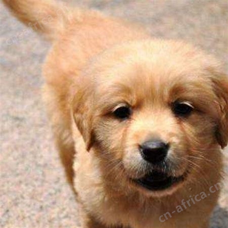 散养成年宠物金毛犬 巡回导盲犬 体格好 聪明温顺