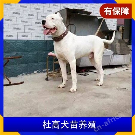 杜高犬苗养殖 体长110cm 毛色白色 体高55cm 动物种类犬类