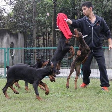 散养种黑狼犬三个月幼犬 行动敏捷 尾巴细长 生长速度快