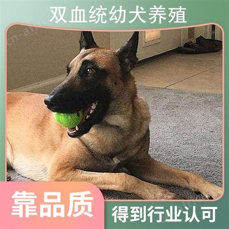 双血统幼犬养殖 品种卡斯罗犬 胸围40cm 体长96cm