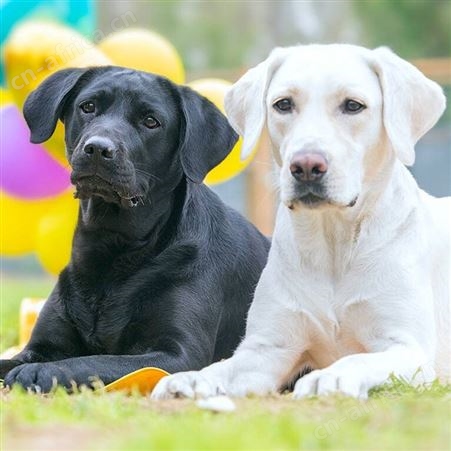 拉布拉多犬 巡回导盲犬活体销售 品种优良 明茂养殖场