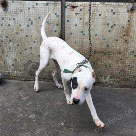 农家养殖纯种成年杜高犬 活体供应 适应能力强 生长快