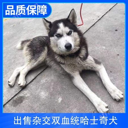 出售杂交双血统哈士奇犬 公母均有 胸围55cm 肩高53-58cm