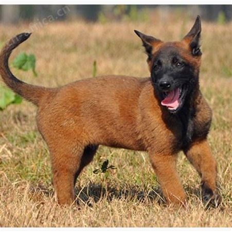 马犬幼崽 活体供应 成年改良犬 适应范围广 自然立耳