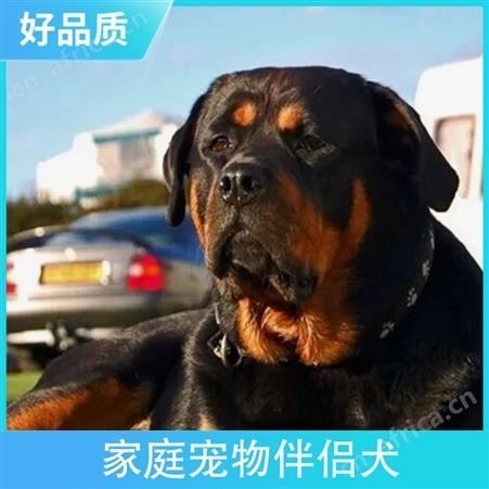 家庭宠物伴侣犬 品种拉布拉多犬 年龄2-4 免疫驱虫已做完