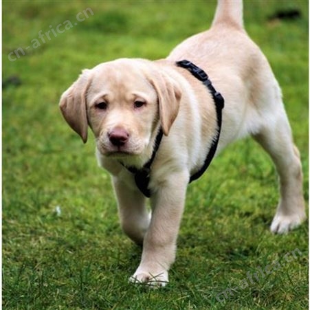 长期供应拉布拉多幼犬 小型长毛巡回犬 延展性强 提供技术指导