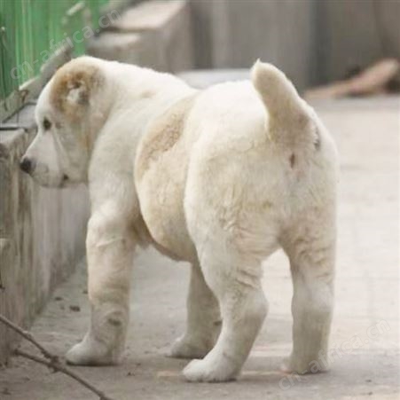 养殖供应中亚牧羊犬幼犬 活体 已做免疫驱虫 明茂养殖