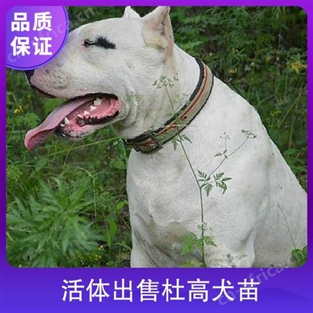 活体出售杜高犬苗 体高55cm 公母均有 数量888 毛色白色