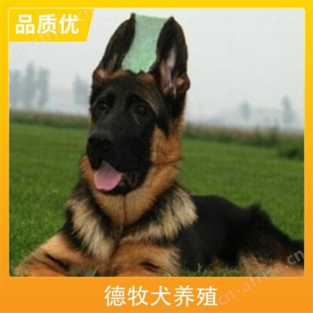 德牧犬养殖基地 免疫驱虫已做 服务指导养殖技术