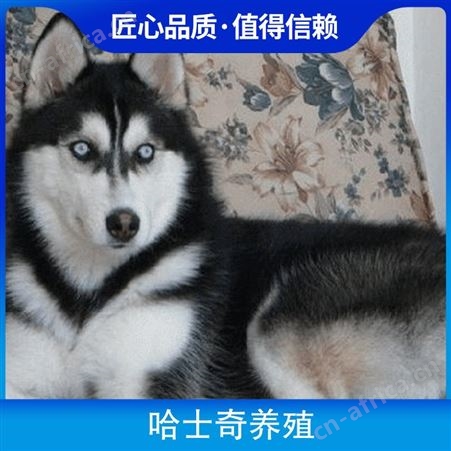 哈士奇养殖基地 公母均有 品种哈士奇犬 体重30kg