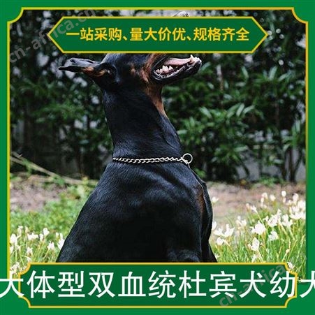 大体型双血统杜宾犬幼犬 品种杜宾犬 公母均有 体重10kg