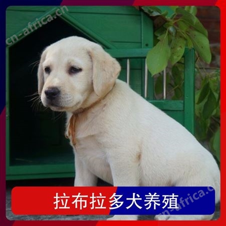拉布拉多犬养殖基地 颜色黄色 出栏率40 体高12cm