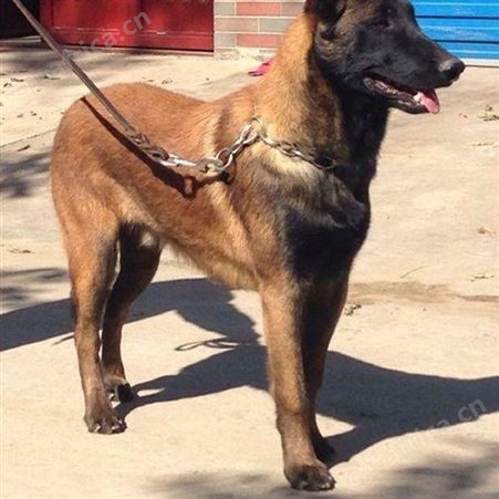 散养大型双血统成年马犬 爆发力强 四肢有力 行动敏捷