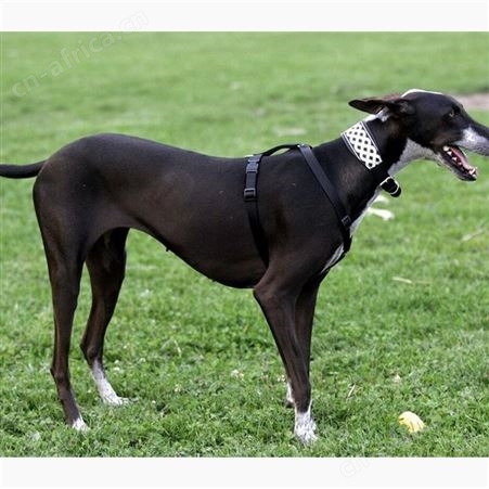成年格力犬 自养自销 可看家护院 犬 品种优良 适应性广