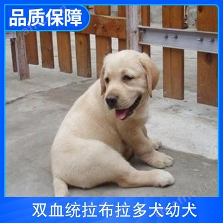 双血统拉布拉多犬幼犬 颜色黄 白 黑 毛长短毛 血统双血统