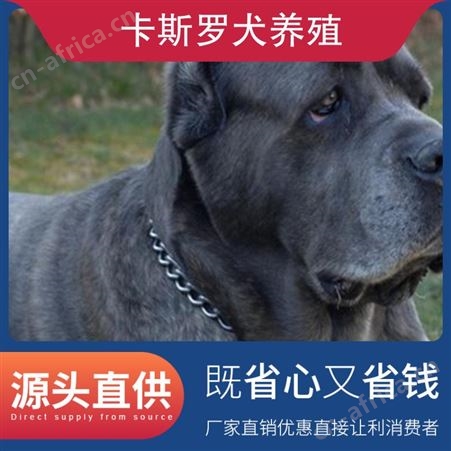 卡斯罗犬养殖 公母均有 品种卡斯罗 体长70-73cm