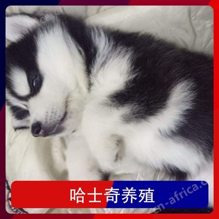 哈士奇养殖注意事项 公母均有 品种哈士奇 胸围55