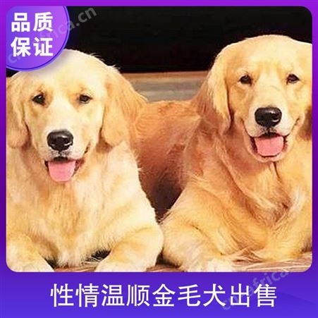 性情温顺金毛犬出售 成活率95 公母均有 产子率95