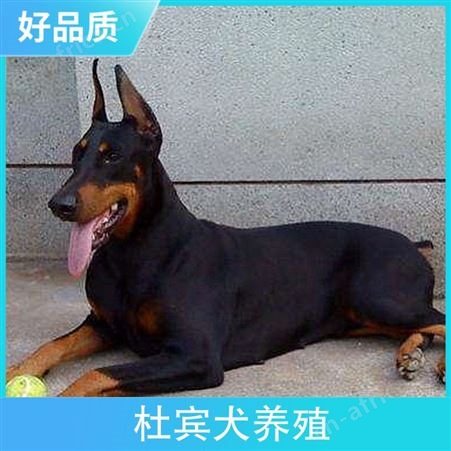 杜宾犬养殖基地 规格成年犬 品种杜宾犬 尾长4cm