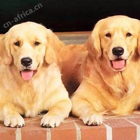 家养宠物金毛犬 行动敏捷 聪明伶俐 已做免疫驱虫