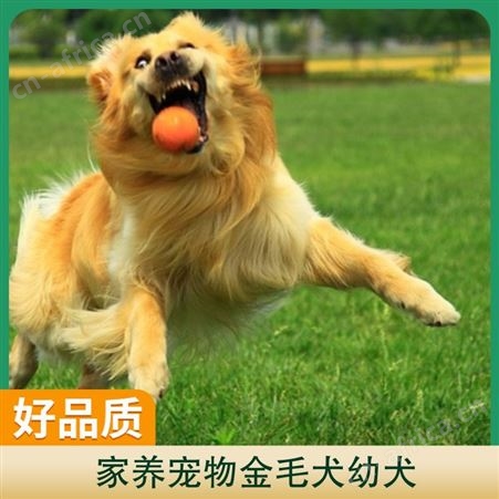 家养宠物金毛犬幼犬 公母均有 体长56-61cm 体重20斤