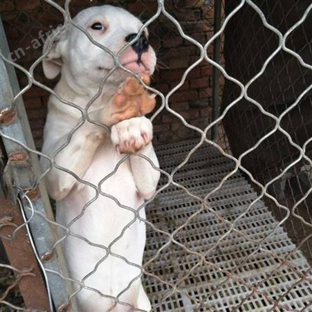 大骨架成年杜高犬 巨型猛犬猎犬 体型高大 抗病能力强