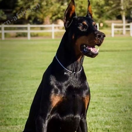 大型血统杜宾犬 德系杜宾幼犬 护卫犬 适应能力强 肌肉发达 明茂
