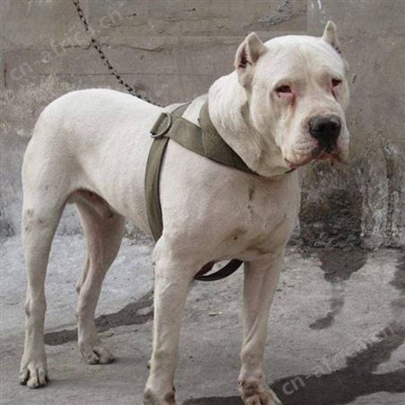 家养宠物伴侣犬 双血统阿根廷杜高犬 提供技术指导