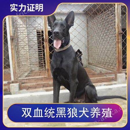 双血统黑狼犬养殖 公母均有 品种黑狼犬 体高65~70cm