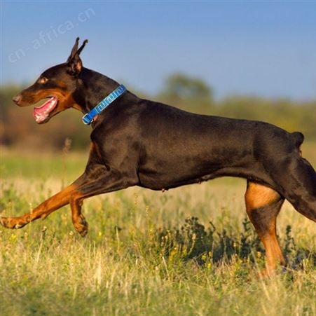 宠物杜宾犬自然立耳 纯种杜宾犬 四肢发达 科学喂养